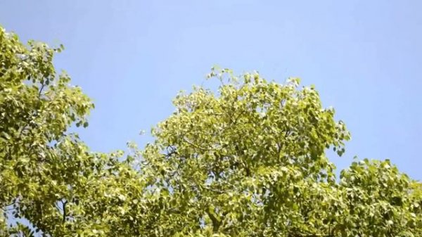 SRI LANKA август - сентябрь