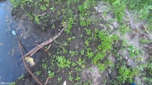 ПОСТАВУШКИ или ЛЕТНИЕ ЖЕРЛИЦЫ! Ловля ЩУКИ на живца в маленькой речке!