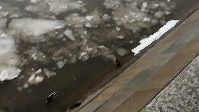 Где живут утки? Москва-река смотреть онлайн