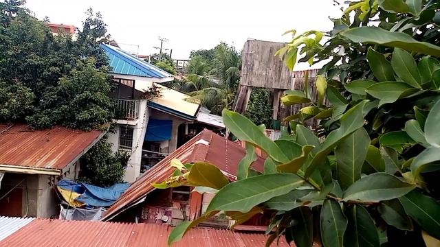 tambis tree symbol of purok tambis смотреть онлайн