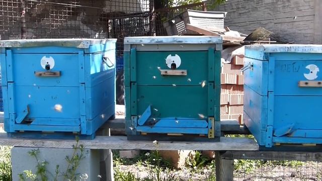 МЕДОСБОР С РАПСА ПЛЮСЫ И МИНУСЫ,ПАСЕКА НА РАПСЕ,ЧЕГО ОЖИДАТЬ смотреть онлайн