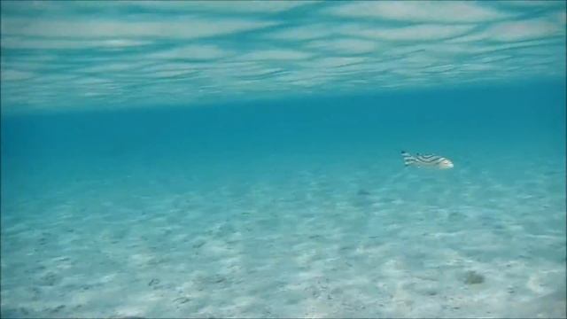 Рыбы Красного моря, Трёхполосый терапон, Terapon jarbua смотреть онлайн