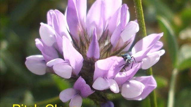 Wild Flowers In Malta