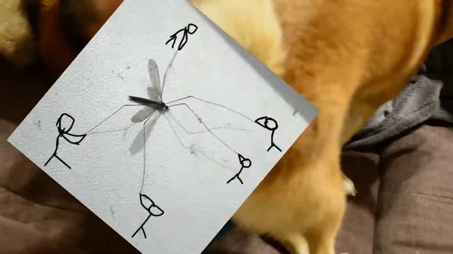 Сиба ину, белка и полька: дикий монтаж против японских собак! смотреть онлайн