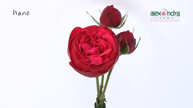 Пионовидная садовая роза Piano смотреть онлайн