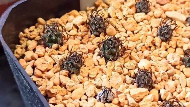 Обзор сеянцев, выращенных из семян магазина "Cactus Garden" смотреть онлайн