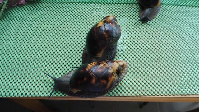 ПОЧЕМУ УЛИТКИ АХАТИНЫ РАСТУТ ПО РАЗНОМУ #КУПЛЮАХАТИНПРОДАЮУЛИТОК( ПИТОМНИК "МАРИ МИСТИК" ) смотреть онлайн