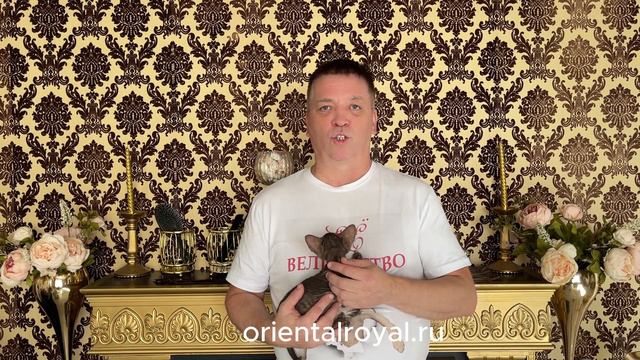 Порода Петерболд смотреть онлайн