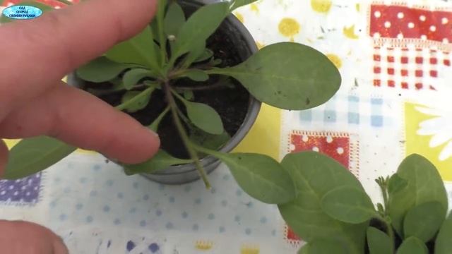 Черенки или семена- что выгодней? Первоначальное формирование ампельной петунии! смотреть онлайн