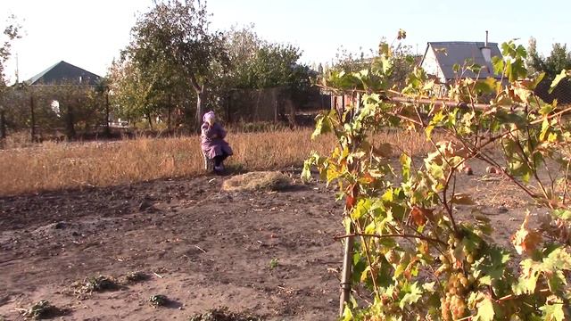Это наш небольшой виноградник смотреть онлайн