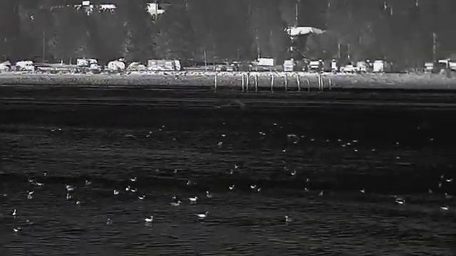 How Do You Use Infiray T2 Pro To Find Bird Or Duck? 300 Meters Detection