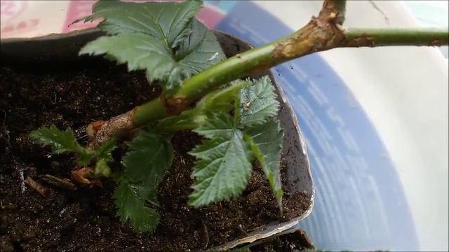 Грибная забава