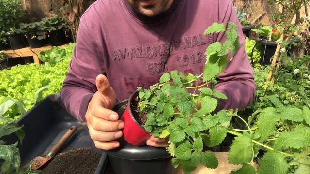 COMO PLANTAR MELISSA VERDADEIRA A MELISSA OFFICINALIS смотреть онлайн
