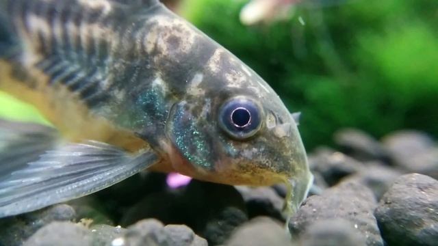 Крапчатый сом, (Corydoras paleatus Long-fin) смотреть онлайн