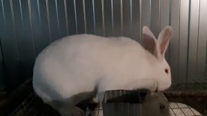 ХИКОЛЬ (ПАННОН) в Санкт-Петербурге l Лучший гибрид в России l Hycole Rabbit RUSSIA