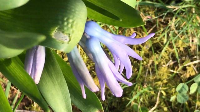 Jacinthe 'Hyacinthus orientalis' B'leu de Delft' Les grappes parfumées. смотреть онлайн