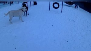 Метис алабая и лабрадора|какой он? ?|Альфа гоняет лабробая?