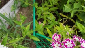 Флокс ДРУММОНДА. Чудесный однолетник.