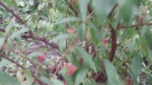 Персик в Омске 5 сентября 2023 года #garden #омск #summer #дача #персики