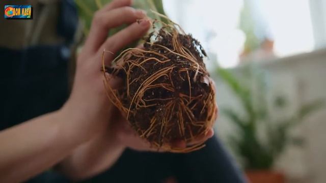 Лучшие стимуляторы роста растений / Для чего они предназначены и в каких случаях применяются смотреть онлайн