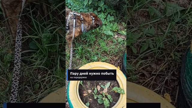 Тигропёс спасён из приюта - Танго дома! #приютмалинки смотреть онлайн