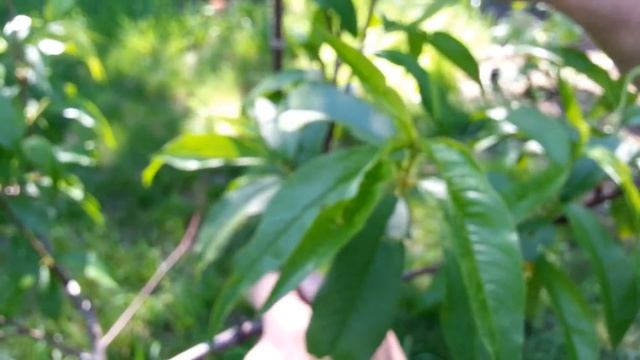 Нормировка завязи персика и подбор химпрепаратов от курчавости. смотреть онлайн