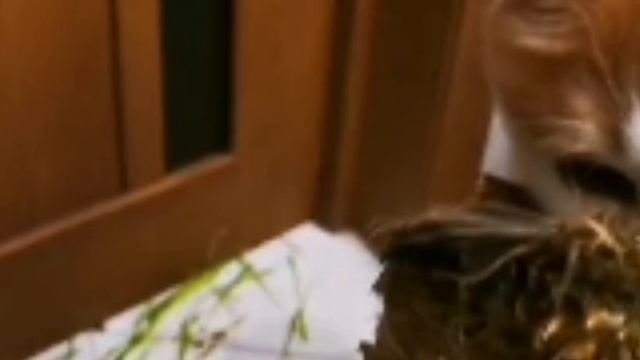 Кот Персик ? | Romashow |