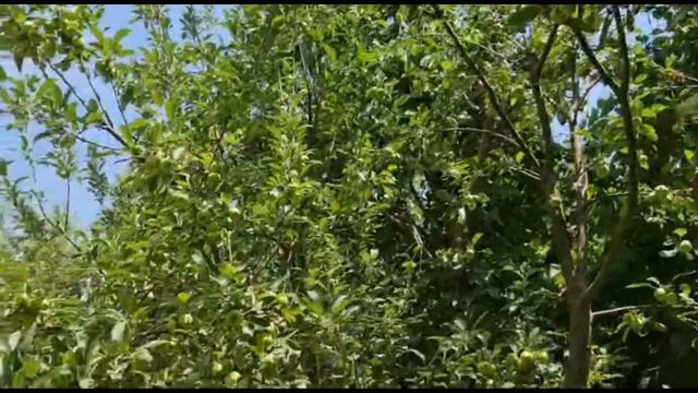 Самая крупная Черешня в Паркенте! #узбекистан #uzbekistan смотреть онлайн