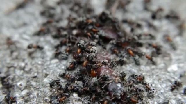 ЭТА ЯДРЕНАЯ СМЕСЬ МУРАВЬЯ РАЗЪЕДАЕТ НА ГЛАЗАХ! НАКОНЕЦ-ТО РЕАЛЬНО РАБОЧИЙ СПОСОБ #муравьи #дача # смотреть онлайн
