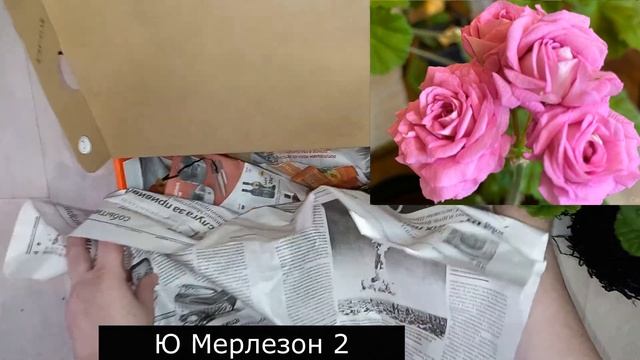 Новые черенки ПЕЛАРГОНИЙ, 2 посылки из Новосибирска, распаковка, дорогие сорта герани смотреть онлайн