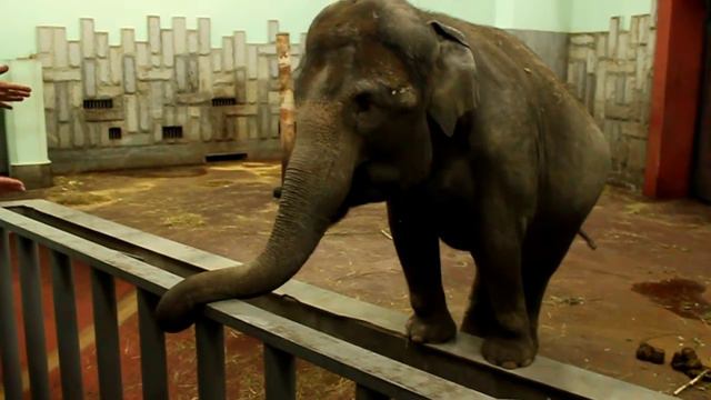 слониха даша смотреть онлайн