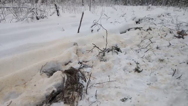 Еду за дровами на МтЗ-82.1. "Первый блин комом" смотреть онлайн