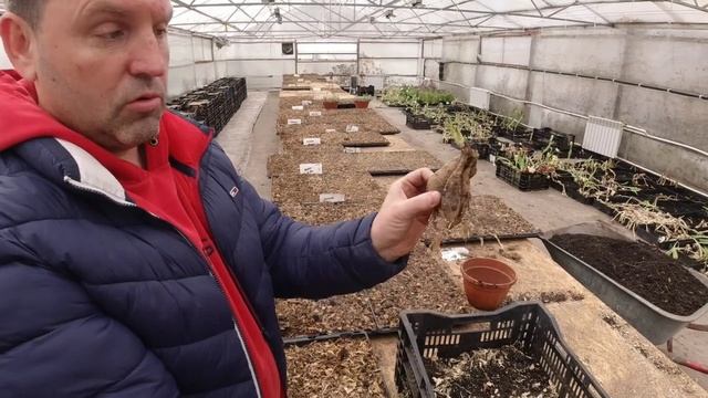 Георгины.Правильная посадка-секрет пышного куста.Где купить клубни смотреть онлайн