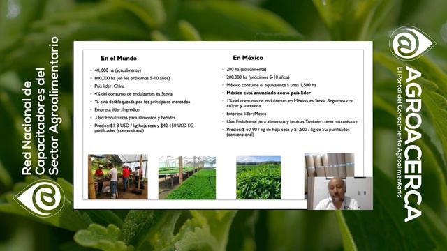 Producción de estevia | Ing. Gaudencio Cruz S смотреть онлайн