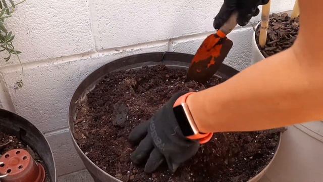 STEVIA PLANTA, Cuidados, Cultivo Y Consejos Para Tener Una En Maceta 🌱