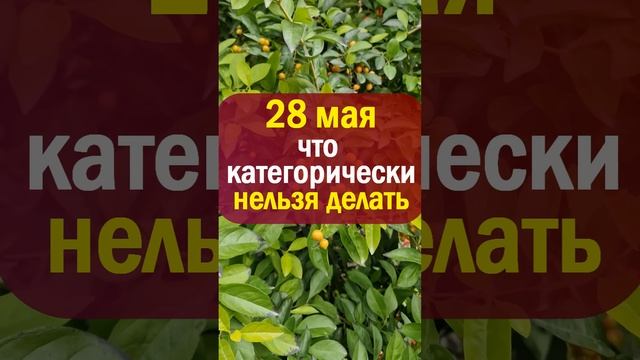 28 мая народный праздник день Пахома Теплого. Что нельзя делать. Народные приметы, традиции обряды смотреть онлайн