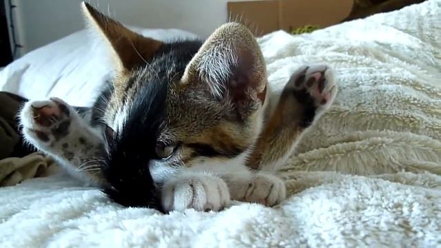 Забавный котик! (Канал Котик+) смотреть онлайн