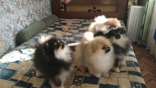 Кремовые и чёрные шпицы смотреть онлайн