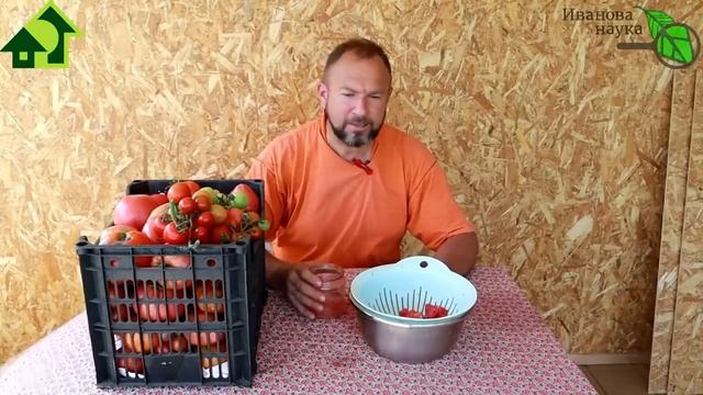 СБОР СЕМЯН ТОМАТОВ: выделяем и выбраживаем семена ПРАВИЛЬНО. Без плесени, мушек и вонищи. смотреть онлайн
