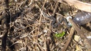 Как легко и безопасно при помощи подручных средств поймать змею