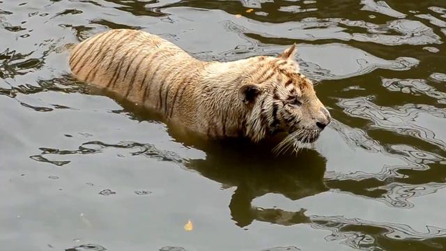 Tiger vs Gorilla fight to the death who will win смотреть онлайн