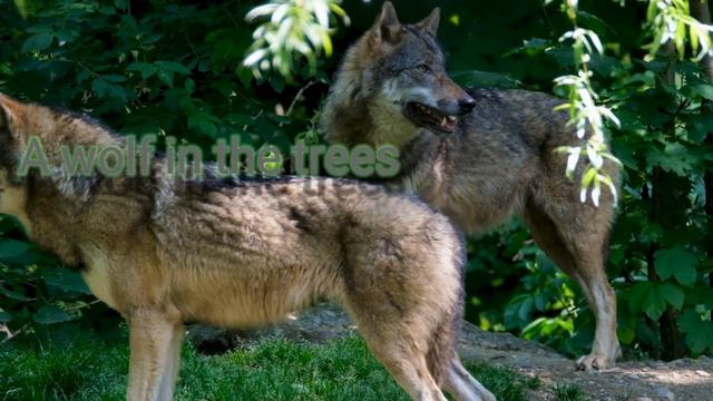 A wolf in the middle of the forest|🐺🍂| смотреть онлайн