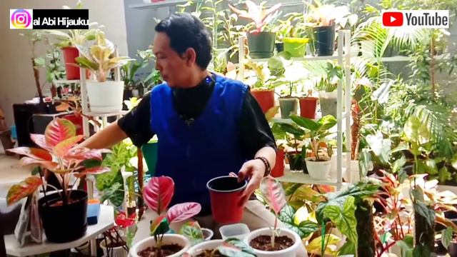 MUSIM HUJAN AWAS BAKTERI !!🌿‼️🌿AGLAONEMA LONYOT DAUN,BATANG DAN AKAR смотреть онлайн