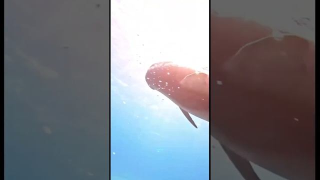 То ли море чудесное, то ли дельфин смотреть онлайн