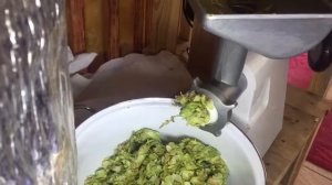 Готовим хмель для хранения