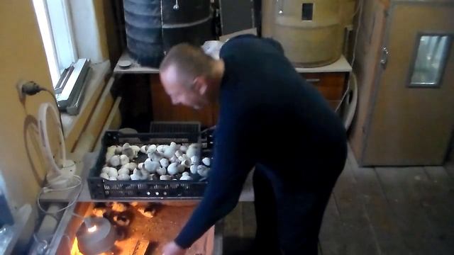 Вылуп 24 01 22 Леггорны Далматинцы Борковские смотреть онлайн