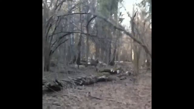 Оленята. смотреть онлайн