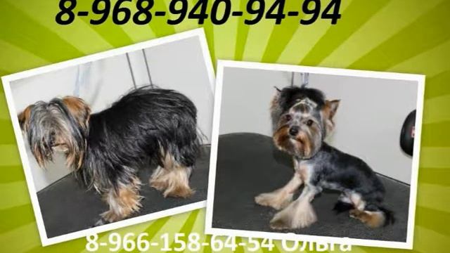 Стрижка животных кошек и собак 8-968-940-94-94 выезд на дом смотреть онлайн