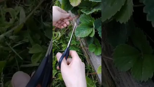 Обрезаем правильно усы у клубники смотреть онлайн