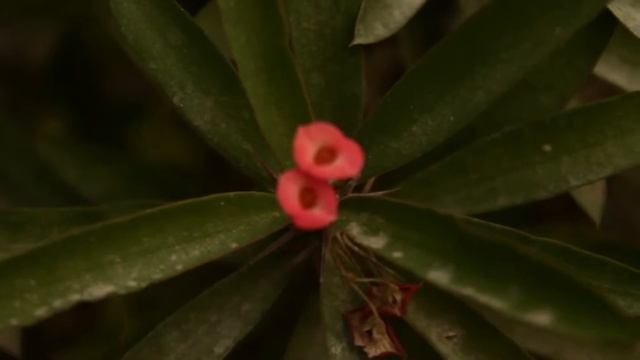 Canon 1100d Video Test With ML